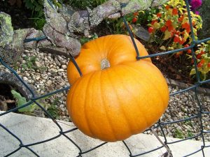 pumpkin-317355_640